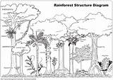 Rainforest Drawing Coloring Forest Ecosystem Amazon Tropical Trees Tree Jungle Animals Rain Kids Habitat Sketch Labels Color Drawings Print Pages sketch template