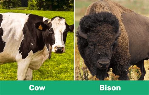bison  key differences  pictures pet keen