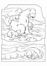 Polar Urs Oso Polare Orso Colorat Ijsbeer Kleurplaat Planse Adaptaciones Desene Vivos Seres Sendak Maurice Norte Educative Schoolplaten Edupics Trafic sketch template