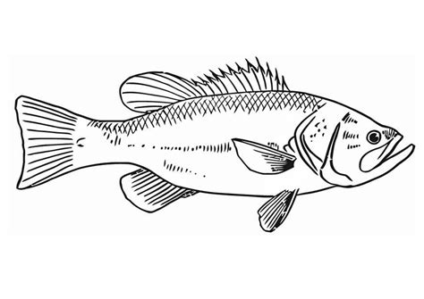 fish coloring page coloring  kids  coloring koi kunst