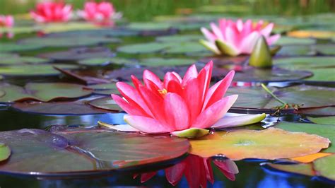 pink water lily flower with leaves hd flowers wallpapers