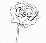 Carnation Coloring Pages Flower Kids Library Clipart sketch template