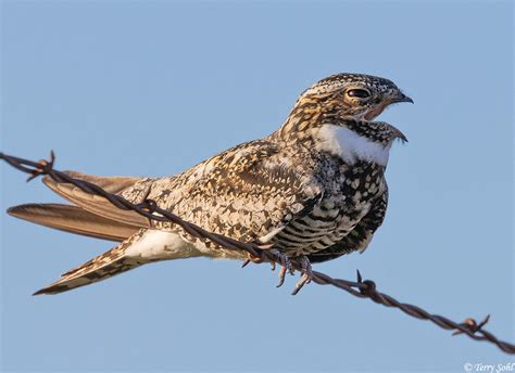 common nighthawk  photographs pictures