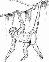 Gibbon Designlooter Primates sketch template
