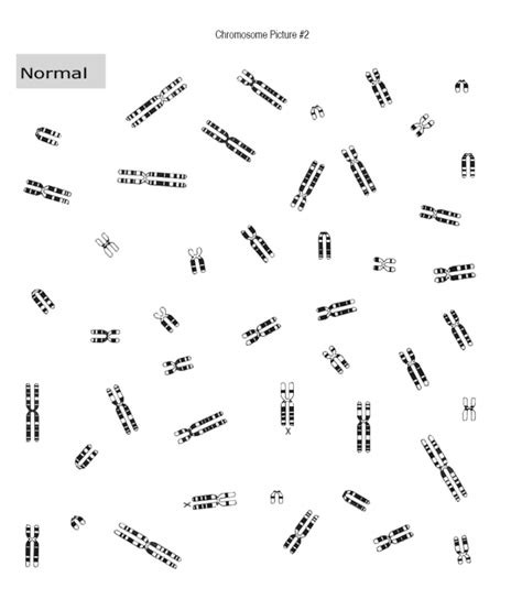 Solved Observe Four Different Karyotypes Provided By Your