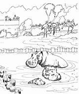 Zoo Coloring Hippopotamus Pond Pages Printable Animals Categories sketch template