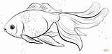 Poisson Goldfish Oranda Poissons Goldfisch Kinguio Tropicaux Ausmalbild Desenho Pencil Goldfische Realiste Peixe Coloriages sketch template