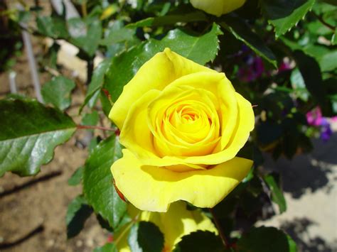 picture yellow rose