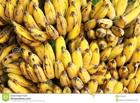 Gros Michel Bananas Branch Ripe Royalty Free Stock