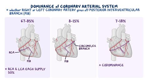 coronary artery dominance arteries coronary arteries coronary  xxx
