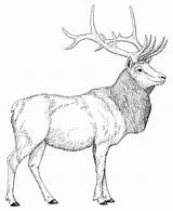 Elk Coloring Pages Bull Printable Rocky Mountain Print Color Animals Hunting Library Clipart Popular sketch template