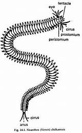 Sandworm Annelida Phylum Morphology Varies sketch template