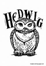 Hedwig Colouring Hogwarts Ausmalbilder Ginny Drawings Eule Hedwige Malvorlage Maatjes Ausmalen Films Gufo Silhueta Lechuza Kids Zeichnen Sketches Use Selber sketch template