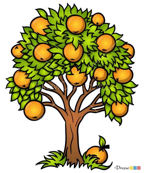 draw orange tree trees