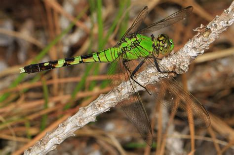 About Dragonflies And Damselflies Top Guns Of The Insect World