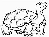 Tortoise Coloring Pages Kids Clipart Desert Color Cartoon Colour Gopher Snapping Turtle Drawing Animal Cliparts Galapagos Cute Related Adults Copper sketch template