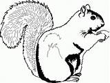 Squirrel Clip Cartoon Coloring Clipart Wikiclipart sketch template