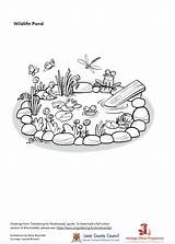Pond Colouring Biodiversity Wildlife Laois Garden Book Published sketch template