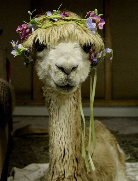 Pin By Lilly Richy On Funny Pictures Alpaca Funny Llama