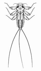 Macroinvertebrates Ephemeroptera Resources Illustration Macroinvertebrate Mayflies Weebly sketch template
