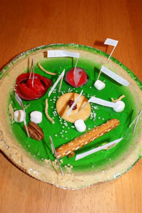 edible plant cell project ideas biological science picture