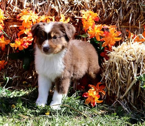 limited edition red tri male  color country aussies