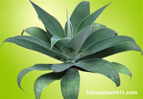 grow care  agave plants indoors houseplant  agave
