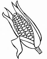 Corn Cob Coloring Getdrawings sketch template