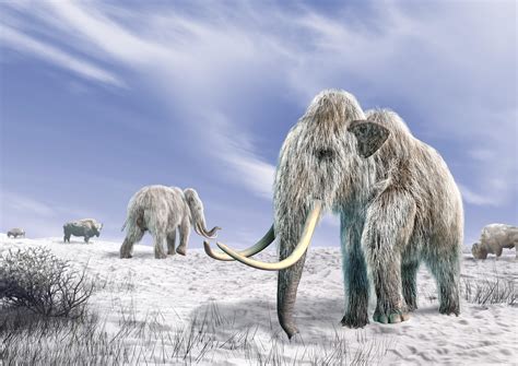 scientists clone  woolly mammoth   history