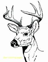 Deer Coloring Pages Hunting Buck Adult Cute Male Bucks Print Baby Adults Drawing Antler Color Printable Drawings Sharp Getcolorings Hartshorn sketch template