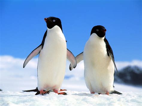 pinguh pinguin bilder news infos aus dem web