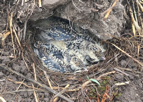 federally threatened bird successfully hatched