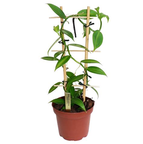 vanille vanilla planifolia variegata plantabox
