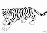 Coloring Tiger Pages Roaring Printable Drawing sketch template