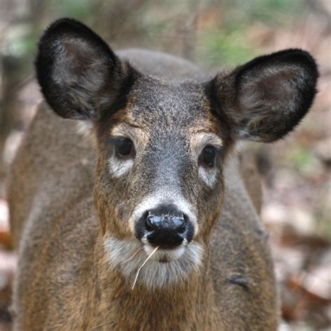 White Tailed Deer Diet And Digestion Naturally Curious