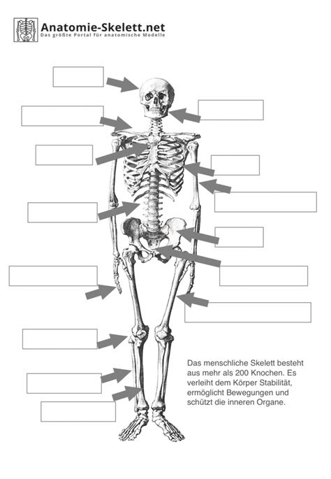 das menschliche skelett beschriftet lehrmaterial