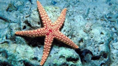 starfish    astonishing sea creature