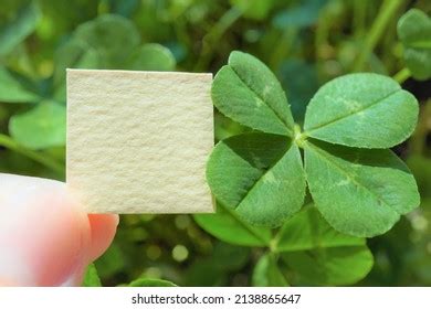small  leaf clover images stock   objects