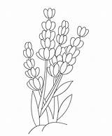 Lavender Coloring Pages Flower Flowers Color Kids Print Sheet Drawing Printable Outline Children Drawings Sketch Activities Getcolorings Painting sketch template