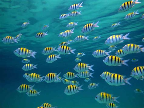 swimming   fish hoodoo wallpaper