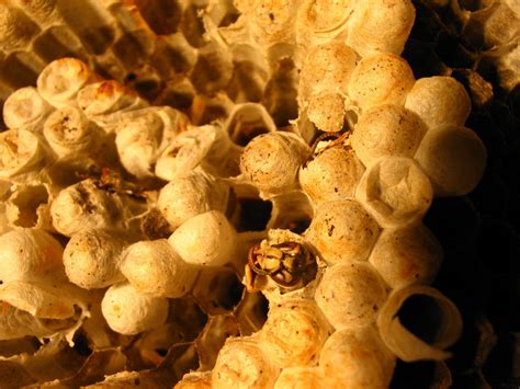 hive   photo  freeimages