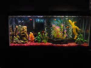 Here is my 55 Gallon Rainbowfish tank.