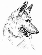 German Shepherd Coloring Pages Dog Drawing sketch template