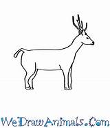 Deer Sambar Draw Coloring Easy Designlooter 13kb 350px Tutorial Print sketch template