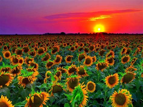 sunflower field sunset wallpaper hd  wallpaperscom