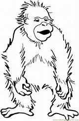 Orangutan Coloring Pages Baby Clipart Dibujos Orangutans Orangutanes Color Comments Gif Coloringhome sketch template