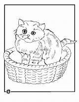 Cats Colouring Coloringhome Fat Procoloring sketch template