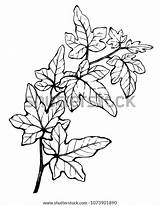 Hedera Helix Nepalensis sketch template