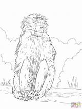 Baboon Coloring Chacma sketch template