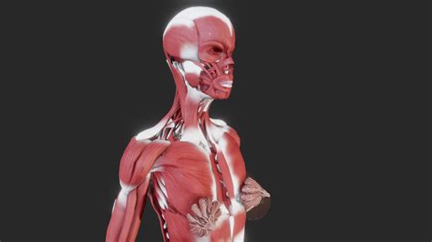 female muscular system buy royalty free 3d model by ebers [9ac0279